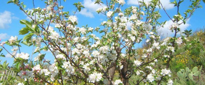 Lente in Sicilië