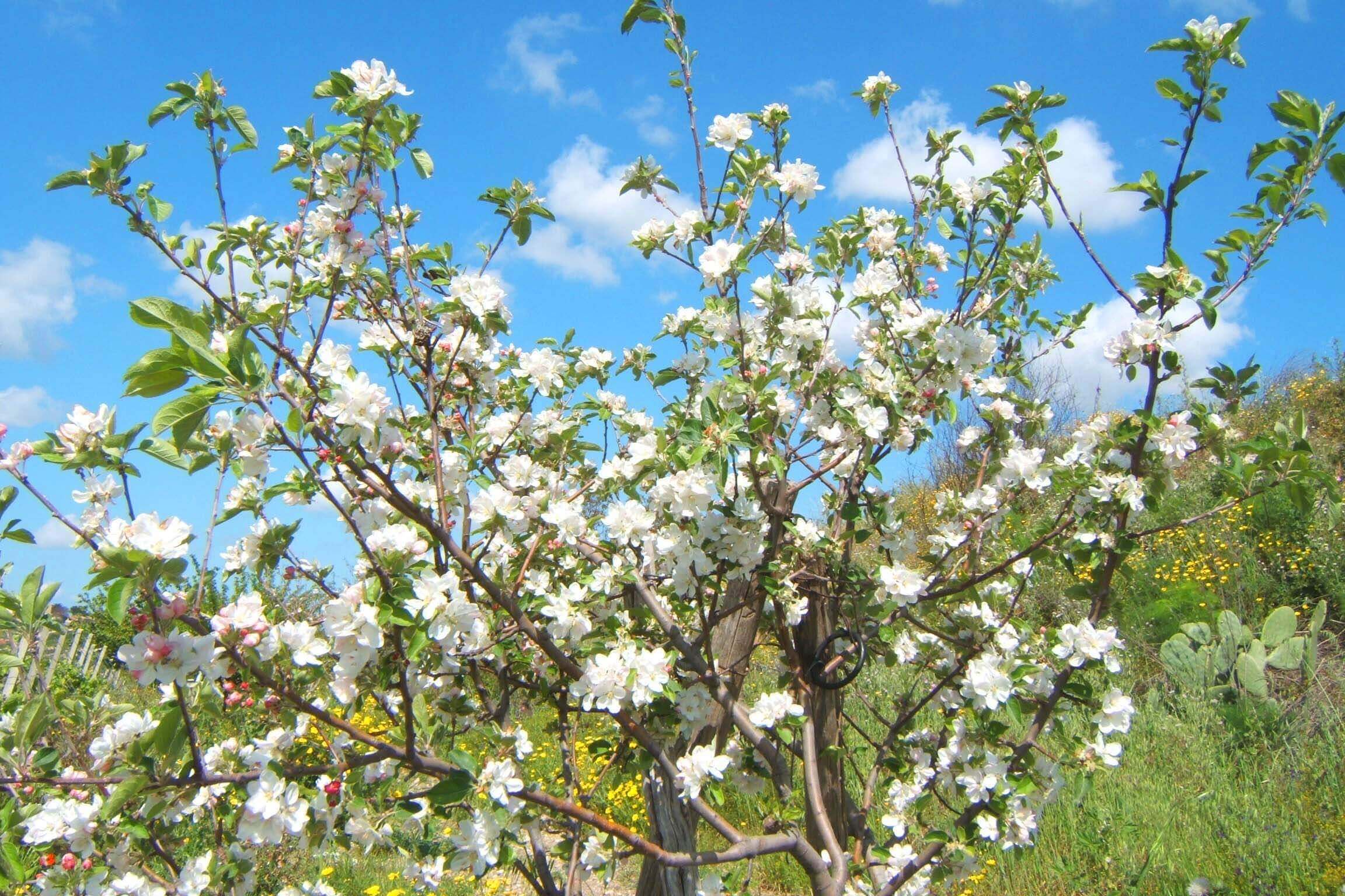 Lente in Sicilië