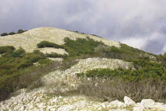 Bosco di Pomieri madonie