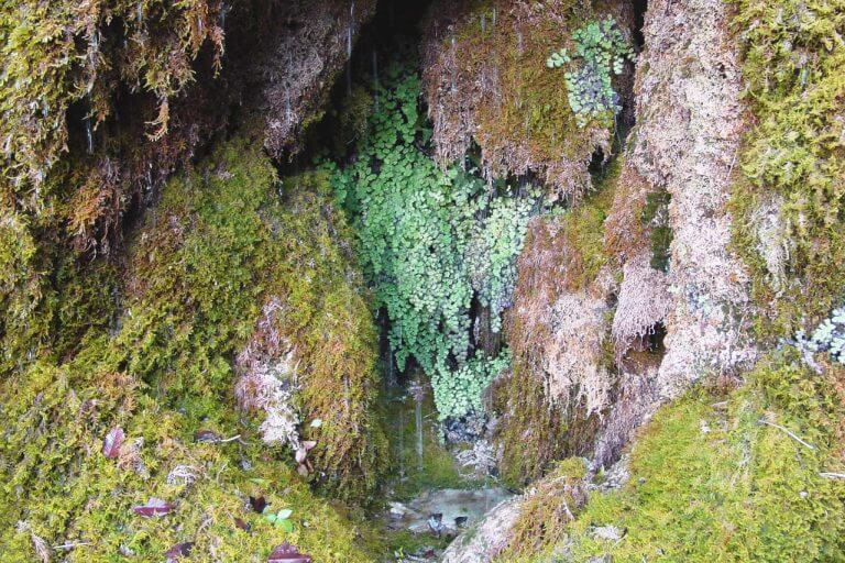 Capelvenere parco nebrodi